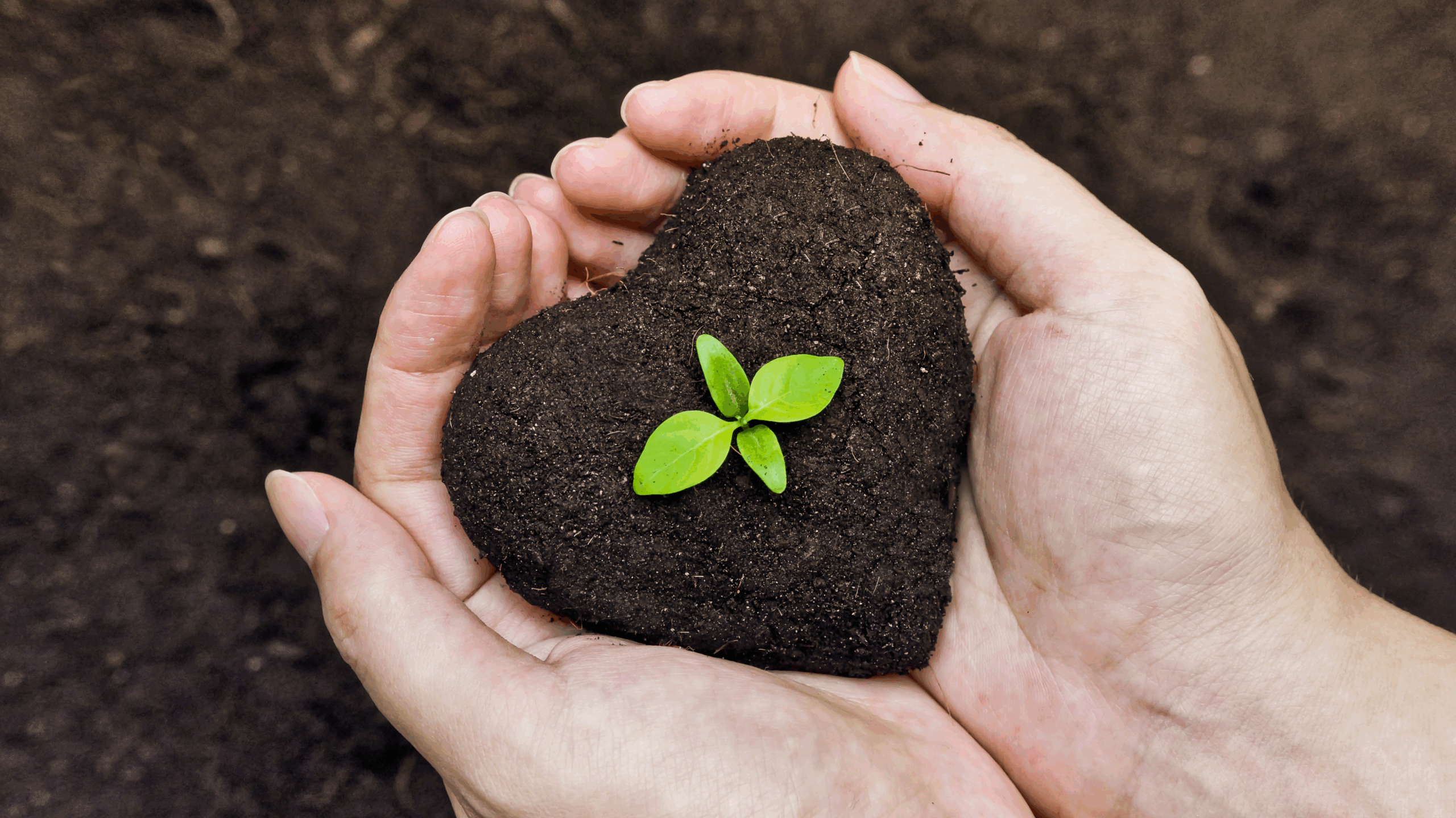 Heart with a growing plant signifying growth for business owners.